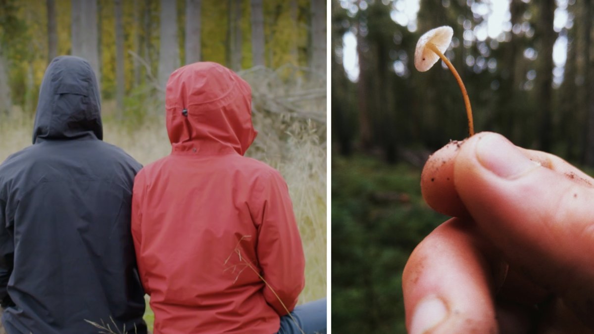 Johan och Erik letar magisk svamp i de svenska skogarna.